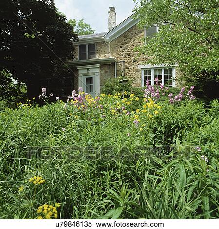 Stock Photography - EXTERIORS; Two story single family stone farmhouse, wildflower garden in front, partially hidden by trees. Fotosearch
