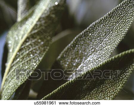 Extreme Close-up of sage leaves View Large Photo Image Stock Image - Extreme Close-up of sage leaves. Fotosearch