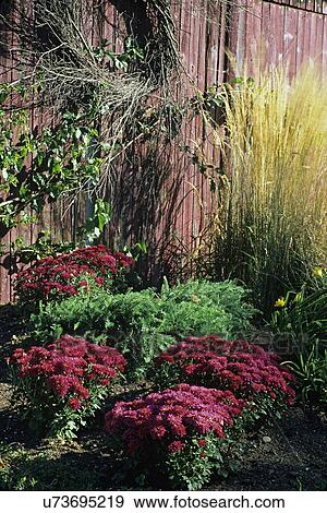 Fall: Garden in early fall. View Large Photo Image Stock Photo - Fall: Garden in early fall.. Fotosearch
