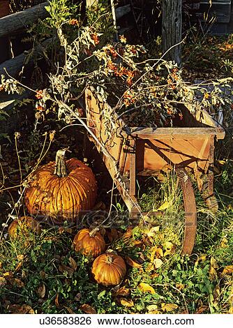 Stock Photograph - FALL SEASON: Antique wooden wheelbarrow with metal wheel, bittersweet, pumpkins,. Fotosearch