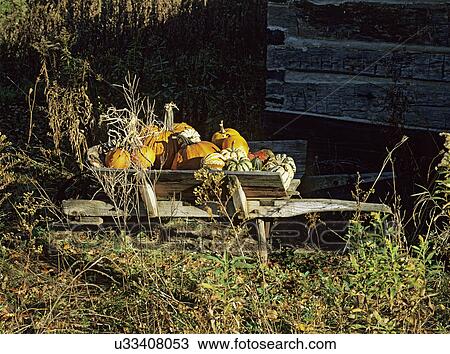 FALL SEASON: Weathered wood wheelbarrow filled with pumpkins, gourds, weedy abandoned feel, log walls View Large Photo Image Stock Image - FALL SEASON: Weathered wood wheelbarrow filled with pumpkins, gourds, weedy abandoned feel, log walls. Fotosearch