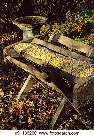 FALL SEASON; Wooden feeding trough filled with corn for squirrels, deer, birds, birdbath behind, View Large Photo Image Stock Image - FALL SEASON; Wooden feeding trough filled with corn for squirrels, deer, birds, birdbath behind,. Fotosearch