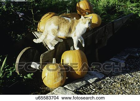 Picture -  FALL SEASON: Wooden wheel barrow filled with orange pumpkins at garden's edge. Fotosearch