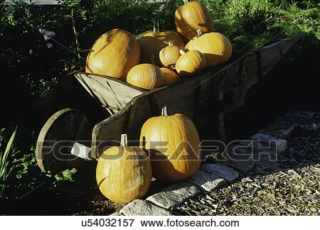 FALL SEASON: Wooden wheel barrow filled with orange pumpkins at garden's edge View Large Photo Image Stock Photo - FALL SEASON: Wooden wheel barrow filled with orange pumpkins at garden's edge. Fotosearch