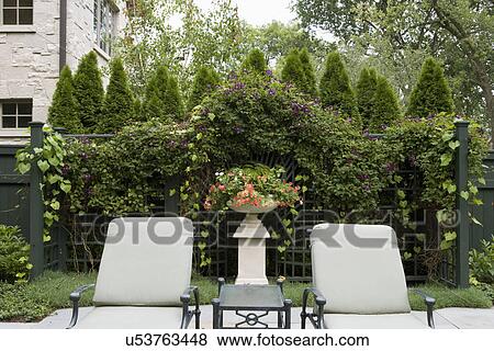 Stock Photo - Fence and trellis covered with purple clematis; classical urn and pedestal filled with annual coral flowers; two facing chaise lounges; table in between; row of arborvitae behind fence; Winnetka; Illinois; USA. Fotosearch