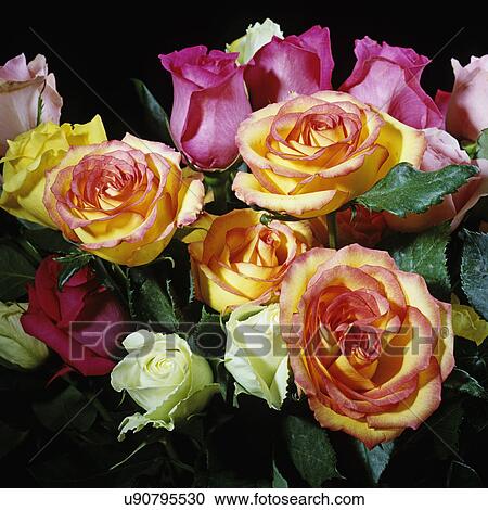 FLORAL ARRANGEMENTS: Studio shot of colorful roses, View Large Photo Image Stock Image - FLORAL ARRANGEMENTS: Studio shot of colorful roses,. Fotosearch