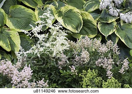 Stock Photograph - FLOWER DETAIL: Summer garden, astilbe and hosta. Fotosearch