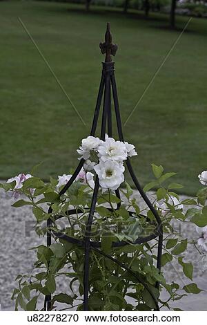 Stock Image - FLOWER DETAIL: Summer garden black iron trellis, finial white climbing roses,. Fotosearch