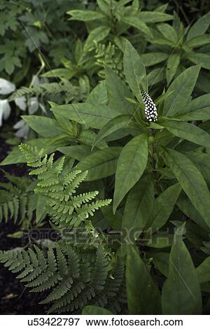 Stock Photo - FLOWER DETAIL: Summer garden, close up of fern and Lysimachus ephemerum, a white perennial Loosestrife or Shepherd's crook. Fotosearch
