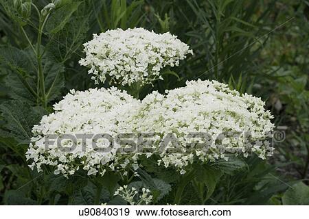 Stock Photo - FLOWER DETAIL: Summer garden close up of white flowers. Fotosearch