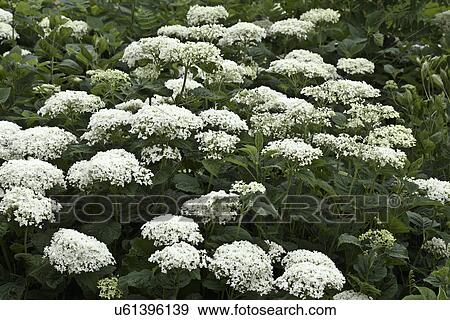 Stock Photo - FLOWER DETAIL: Summer garden, clustered white flowers. Fotosearch