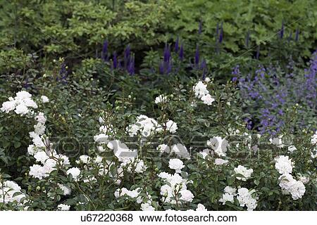 FLOWER DETAIL: Summer garden foreground white Fairy roses, View Large Photo Image Stock Photo - FLOWER DETAIL: Summer garden foreground white Fairy roses,. Fotosearch
