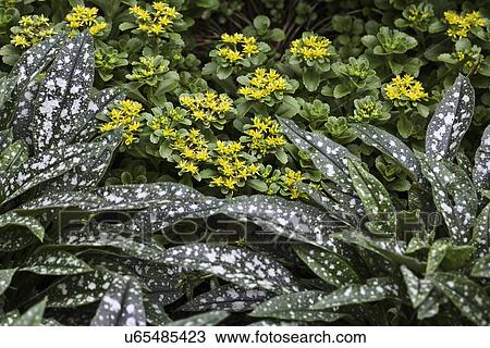Stock Image - FLOWER DETAIL: Summer garden, ground cover, Bethlehem sage, cultivar Mrs. Moon and yellow saxifraga. Fotosearch