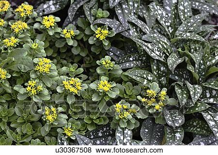 Stock Photo - FLOWER DETAIL: Summer garden, ground cover, yellow saxifraga and Bethlehem sage, cultivar Mrs. Moon to the right of frame. Fotosearch