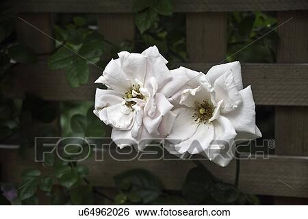 FLOWER DETAIL: Summer garden, tow white blooming roses, wood lattice behind View Large Photo Image Stock Photograph - FLOWER DETAIL: Summer garden, tow white blooming roses, wood lattice behind. Fotosearch