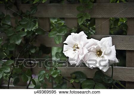 Stock Photography - FLOWER DETAIL: Summer garden, tow white blooming roses, wood lattice behind. Fotosearch