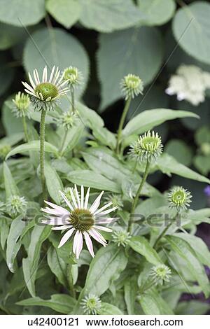 Stock Image - FLOWER DETAIL: Summer garden white coneflowers. Fotosearch