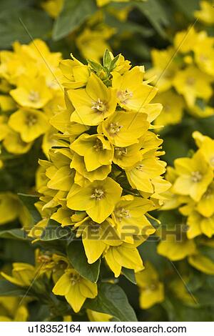 FLOWER DETAIL: Summer garden, Yellow Lysimachus, vertical View Large Photo Image Picture - FLOWER DETAIL: Summer garden, Yellow Lysimachus, vertical. Fotosearch
