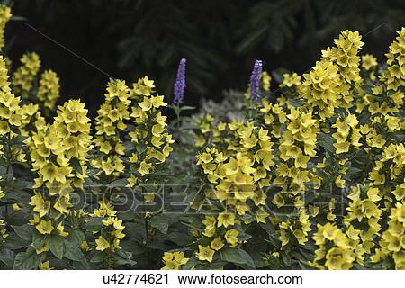 Stock Image - FLOWER DETAIL: Summer garden, Yellow Lysimachus, horizontal of flower bed. Fotosearch