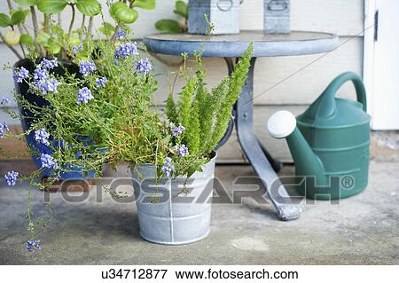 Stock Photo - Flower pots and watering can in yard. Fotosearch