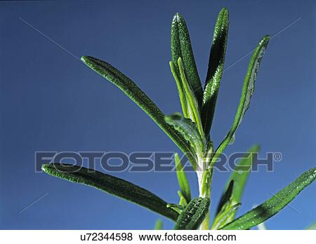 Flowers: close-up of a single tip of rosemary. View Large Photo Image Stock Photo - Flowers: close-up of a single tip of rosemary.. Fotosearch