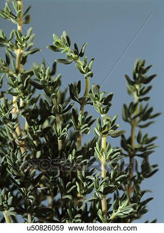 Flowers: Close-up of stems of thyme. View Large Photo Image Stock Photo - Flowers: Close-up of stems of thyme. . Fotosearch