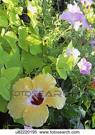 Stock Photography - Flowers - Detail of yellow hibiscus against sweet potato vine. Lavender campanula and pansies. . Fotosearch