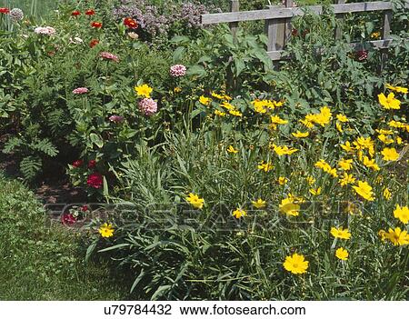 Stock Image - Flowers growing at garden with fence in background. Fotosearch