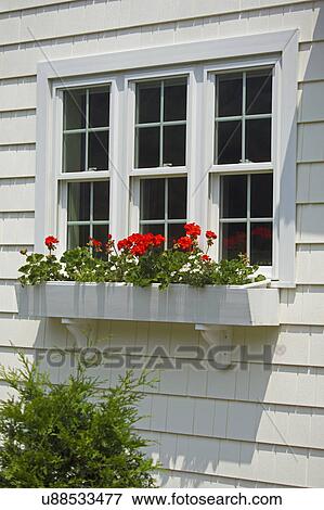 Flowers growing in window box of single family home View Large Photo Image Stock Photo - Flowers growing in window box of single family home. Fotosearch