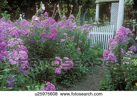 Stock Photo - FLOWERS: Pink phlox and hollyhocks, view towards country farm house with white picket fence and porch.. Fotosearch