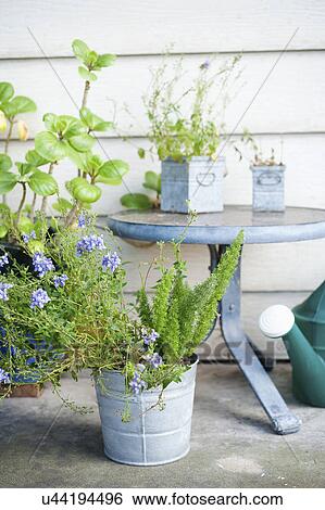 Stock Photograph - Flowers planted in bucket at patio, San Diego, California, United States of America. Fotosearch