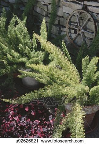 Stock Image - Foxtail fern in clay pot near stone wall. Fotosearch