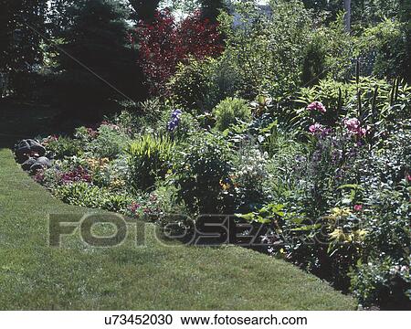 Fresh plants in perennial garden View Large Photo Image Stock Image - Fresh plants in perennial garden. Fotosearch