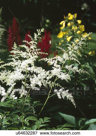 Fresh white flowers in garden View Large Photo Image Stock Photo - Fresh white flowers in garden. Fotosearch