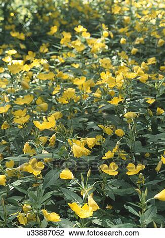 Fresh yellow flowers blooming in garden View Large Photo Image Stock Image - Fresh yellow flowers blooming in garden. Fotosearch
