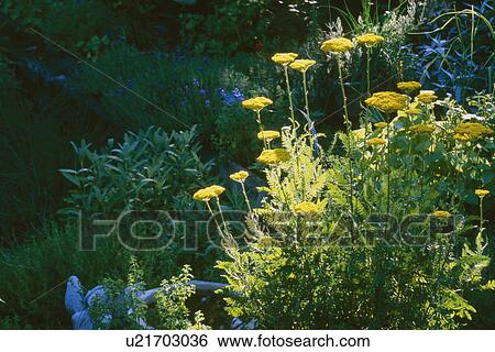 Fresh yellow flowers growing in garden View Large Photo Image Stock Photograph - Fresh yellow flowers growing in garden. Fotosearch