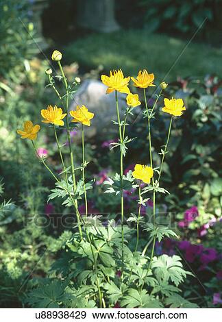 Fresh yellow flowers growing in perennial garden View Large Photo Image Stock Photo - Fresh yellow flowers growing in perennial garden. Fotosearch