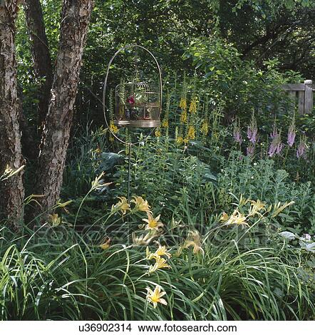 Picture - Fresh yellow lilies and plants blooming in garden. Fotosearch