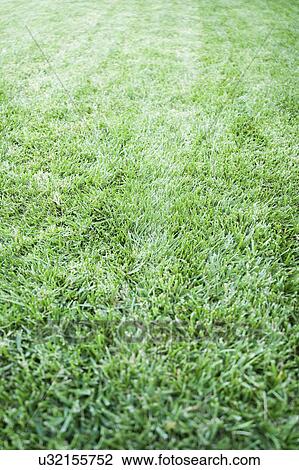 Stock Image - Full frame image of grass. Fotosearch