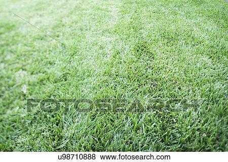 Full frame image of grass View Large Photo Image Stock Photo - Full frame image of grass. Fotosearch