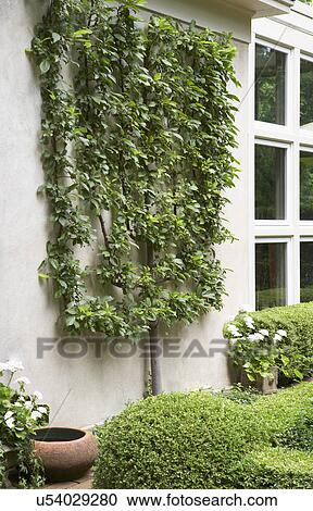 GARDEN; alongside of French Country stucco home, one espalier, series of windows to right View Large Photo Image Stock Image - GARDEN; alongside of French Country stucco home, one espalier, series of windows to right. Fotosearch