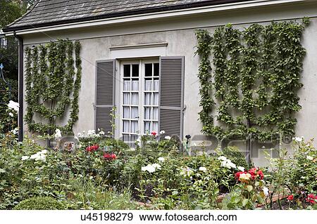 Stock Photo - GARDEN; alongside of French Country stucco home with French doors, grey shutters, two espalier on either side of doorway, roses in front. Fotosearch