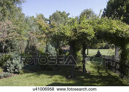 Stock Photo - GARDEN: arbor covered in Wisteria vine, rustic country picket fencing. Fotosearch