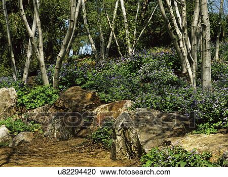 Garden: Blue Siberian bugloss, white spire birch trees. View Large Photo Image Stock Image - Garden: Blue Siberian bugloss, white spire birch trees. . Fotosearch
