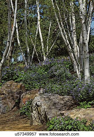 Garden: Blue Siberian Bugloss, white spire birch trees View Large Photo Image Stock Photo - Garden: Blue Siberian Bugloss, white spire birch trees . Fotosearch