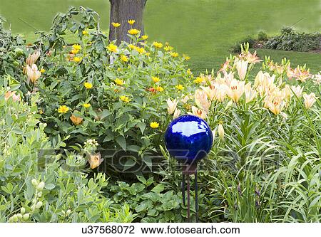 GARDEN: Bright blue gazing ball stands out among pale peach Hybrid Asiatic lily, Ballroom, two tone hybrid Asiatic is Oklahoma, helianthus View Large Photo Image Stock Image - GARDEN: Bright blue gazing ball stands out among pale peach Hybrid Asiatic lily, Ballroom, two tone hybrid Asiatic is Oklahoma, helianthus. Fotosearch