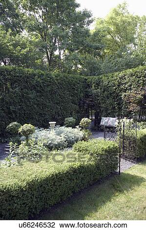 GARDEN: Corner of garden with arborvitae hedge as privacy fence, formal topiary garden with bench, gate with boxwood fence View Large Photo Image Stock Image - GARDEN: Corner of garden with arborvitae hedge as privacy fence, formal topiary garden with bench, gate with boxwood fence. Fotosearch