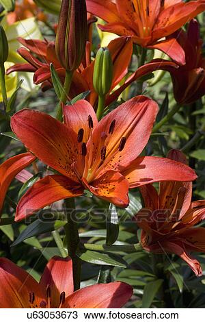 Stock Image - GARDEN DETAIL: Deep orange Asiatic lily, Soiree, tight shot, petals. Fotosearch