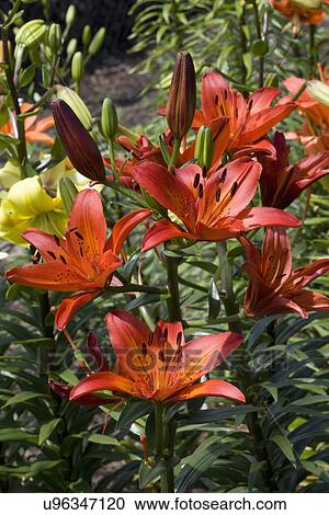 Stock Image - GARDEN DETAIL: Deep orange Asiatic lily, Soiree. Fotosearch