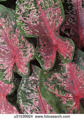 Garden: Detail. Dramatic leaves with red veins. View Large Photo Image Picture - Garden: Detail. Dramatic leaves with red veins.. Fotosearch